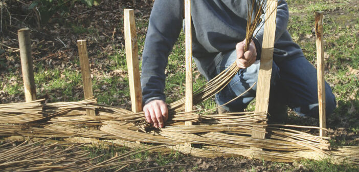 Weaving a Willow Fence