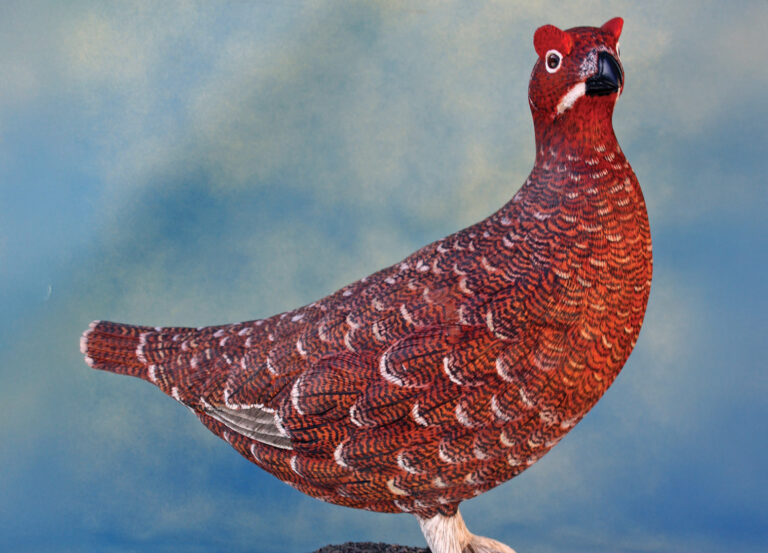 Red grouse bird against a blue sky background.
