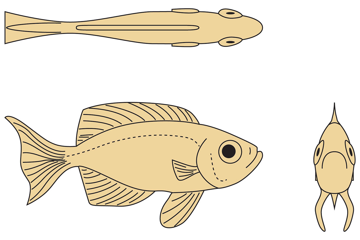Beginner's Knife-Carving Guide: Lunar-Tailed Bigeye Fish