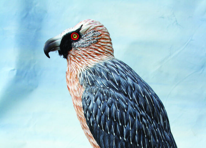 Colourful bird with striking red eyes and feathers.