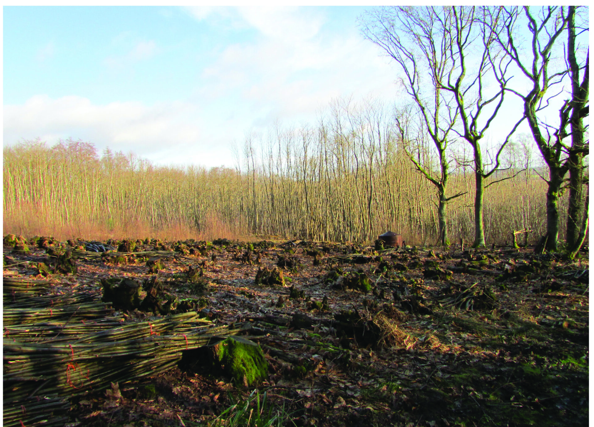 Woodland Romp Rediscovering Woodland Crafts: A Sustainable Heritage