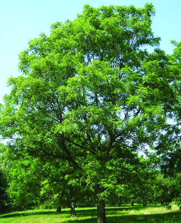 Lush green tree in sunny park scene.