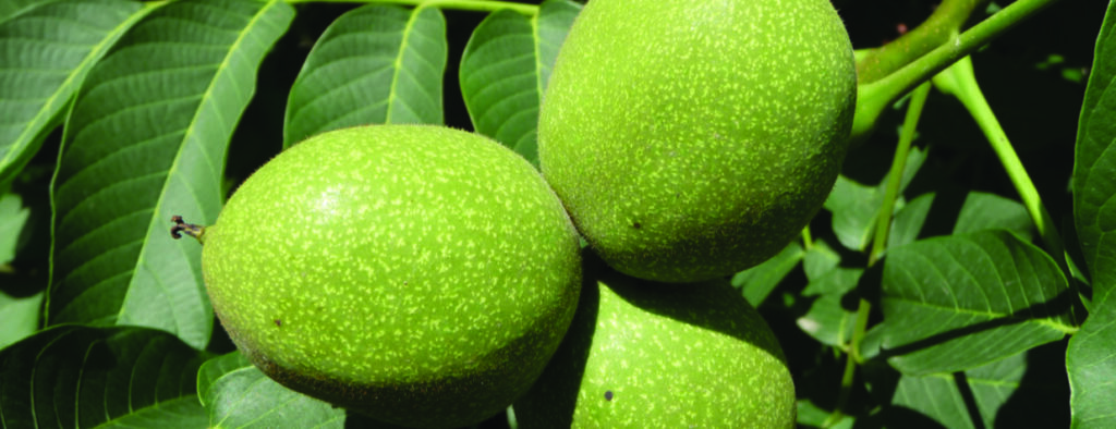 Green walnuts on tree branches with leaves