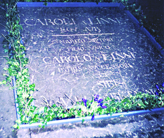 Gravestone of Caroli Linnaeus with Latin inscription.