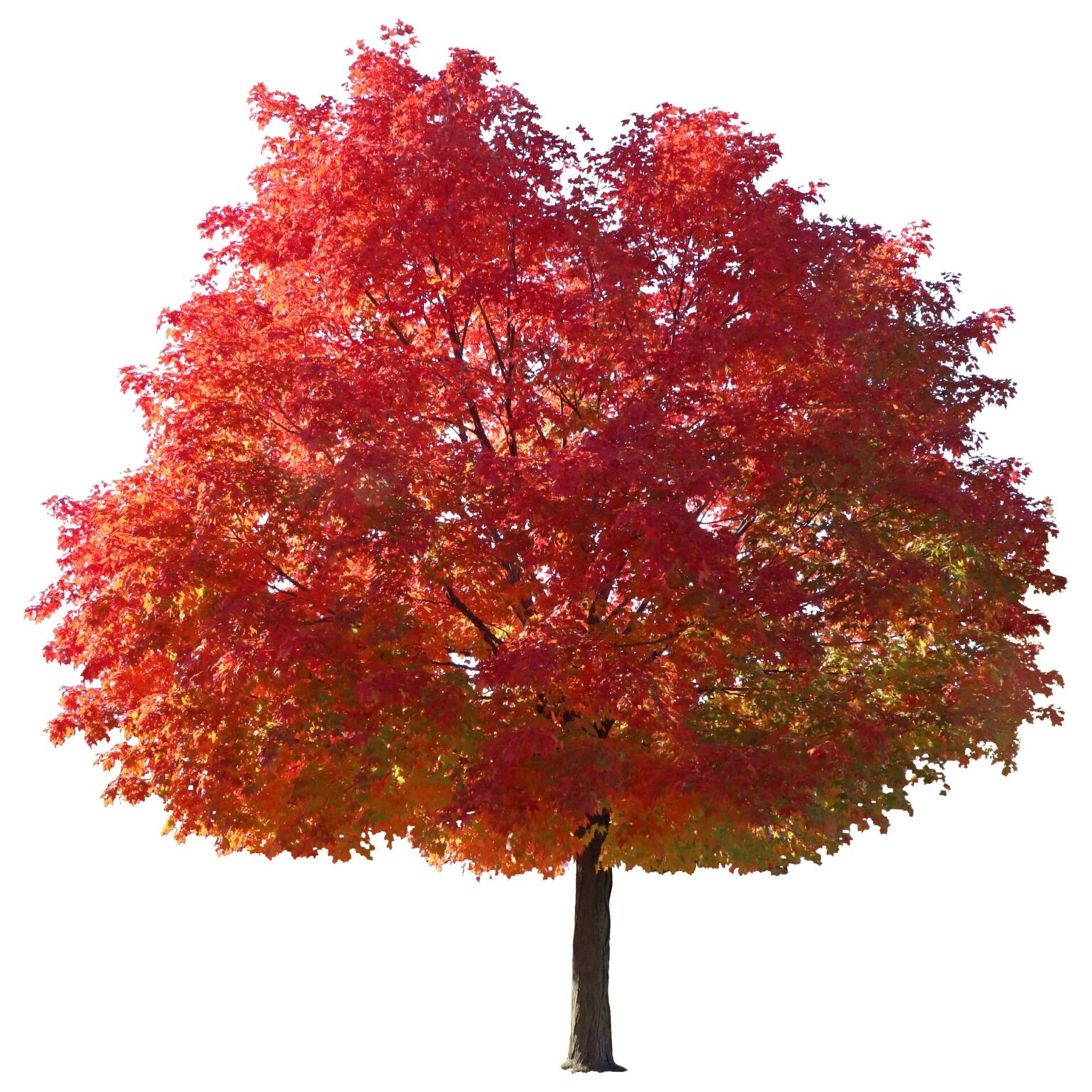 Identify Common Wood Types With Visual Aids Identify common wood types with visual aids