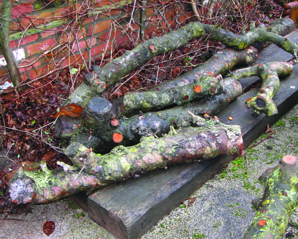 Pile of cut logs by brick wall