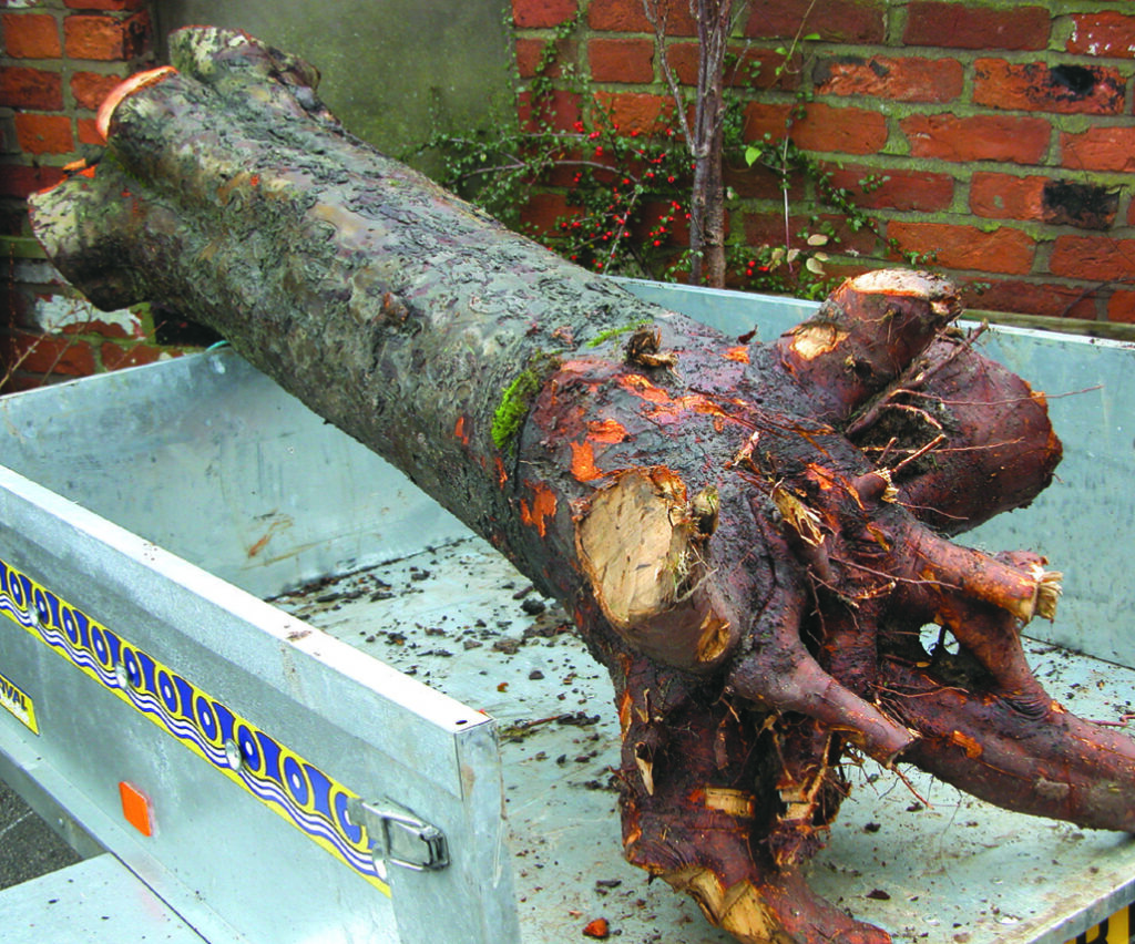 Tree stump with roots in a trailer