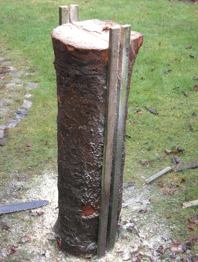 Tree stump with support beams in garden