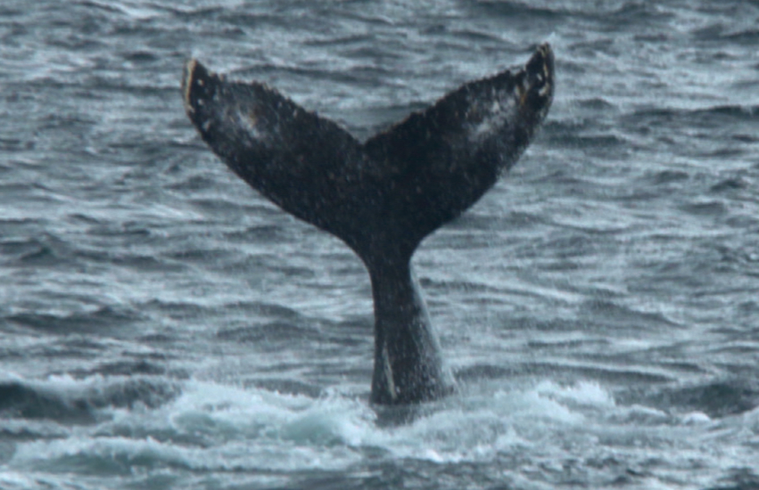 Whale tail emerges from the ocean surface.