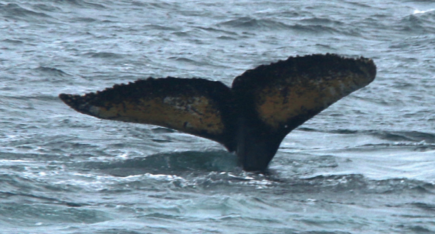 Whale tail above ocean surface