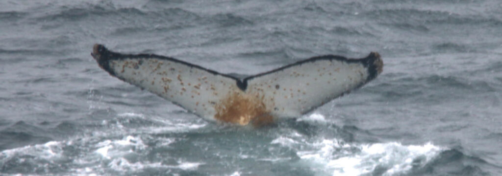 Humpback whale tail emerging from ocean waves
