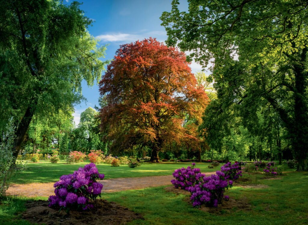 Colourful park with large trees and purple flowers.