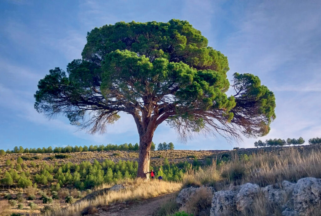 Large green tree in a sunny landscape.