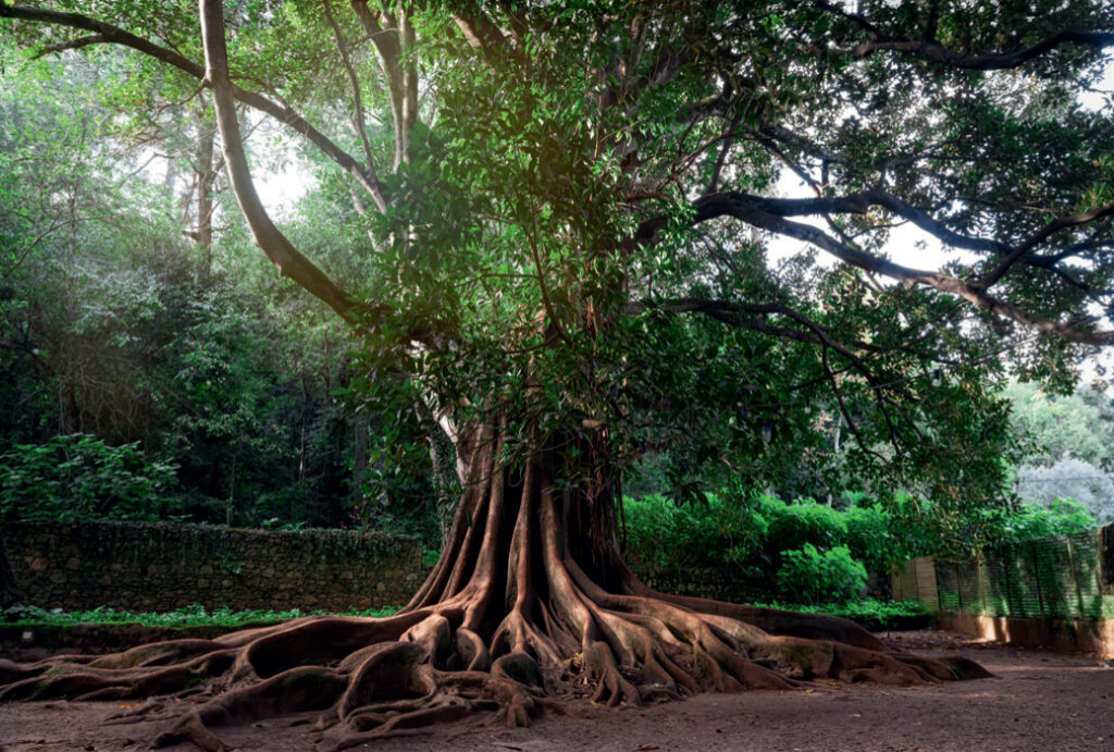 Massive tree with expansive roots in forest setting.