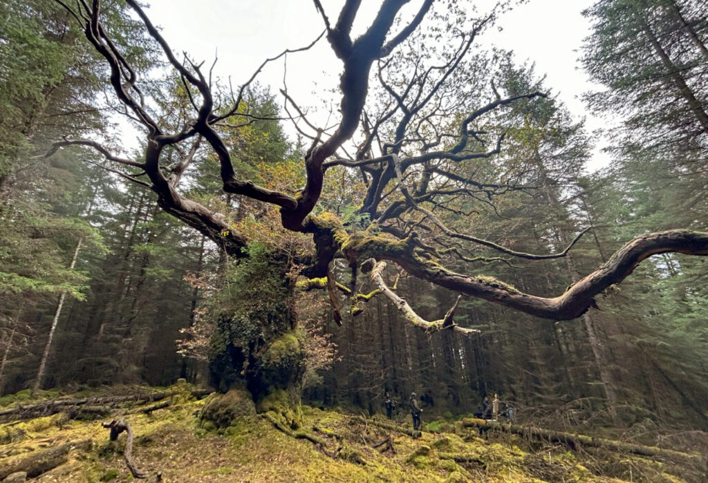 Ancient twisted tree in dense forest