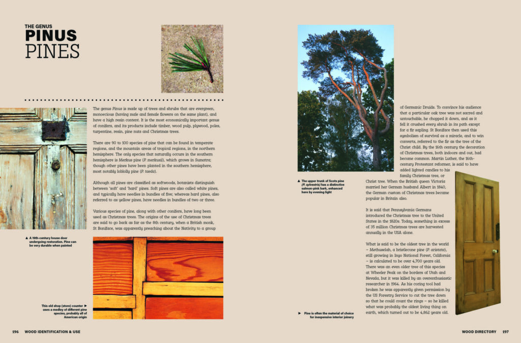 Information and images about Pinus trees and uses.