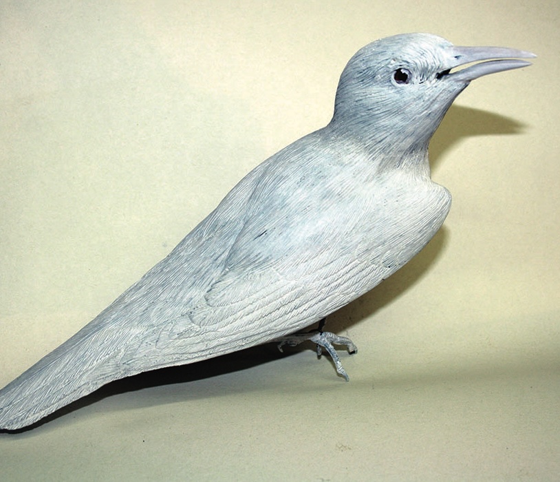 Grey crow on a plain background