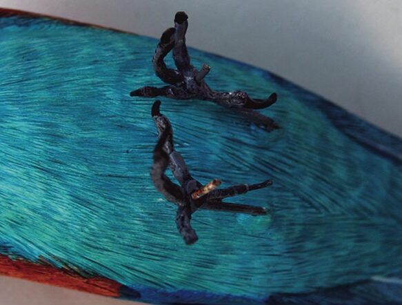 Close-up of colourful bird's wing and claws.