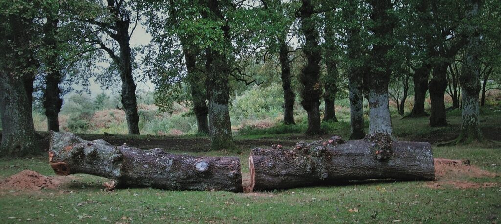 Large cut tree trunk in wooded area