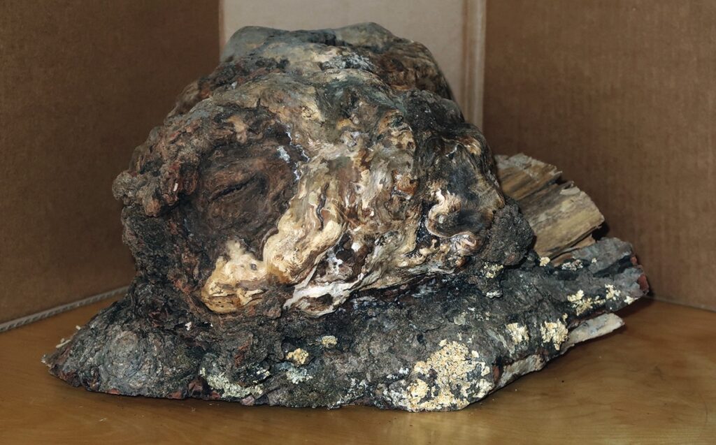 Cork oak root burl, displayed on wooden surface.