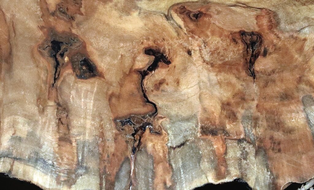 Close-up of wood grain pattern on tree burl.