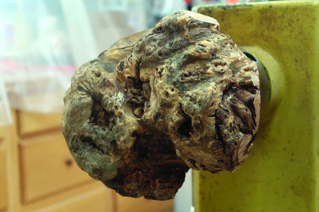 Large tree burl in workshop setting