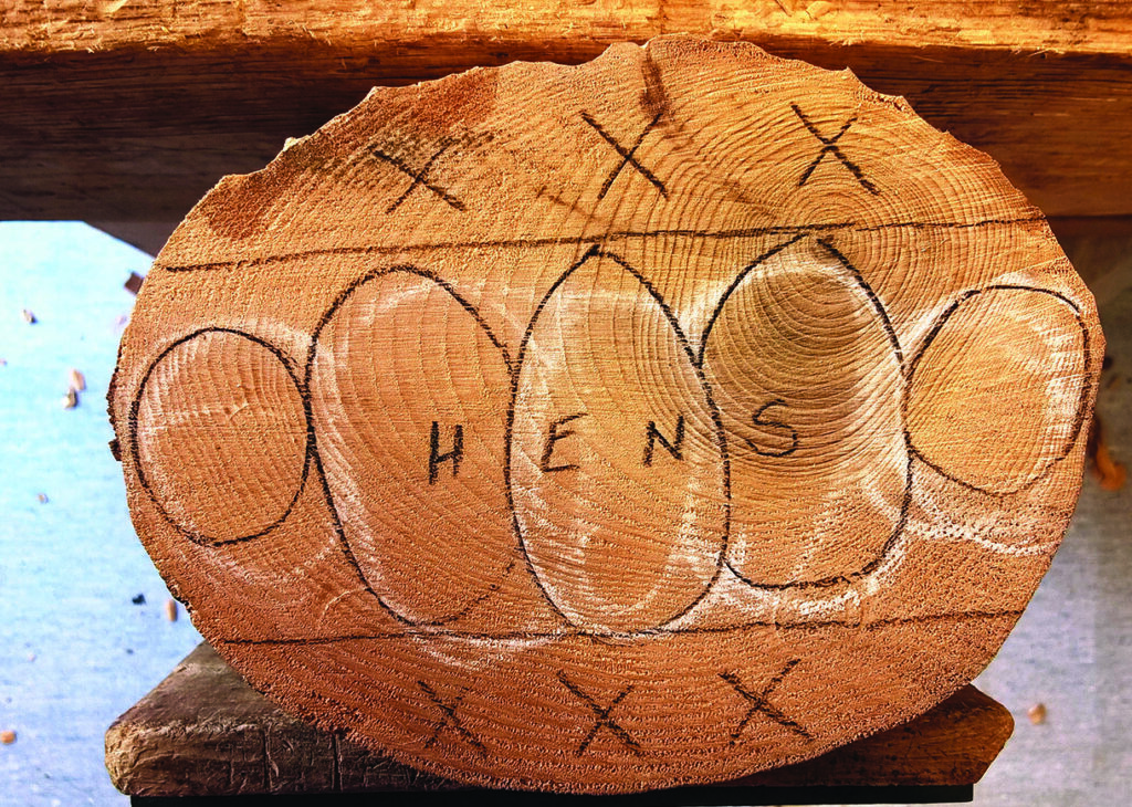 Tree cross-section with hen's eggs drawn.