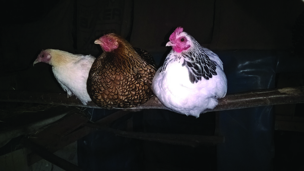 Three chickens perched on a branch at night.