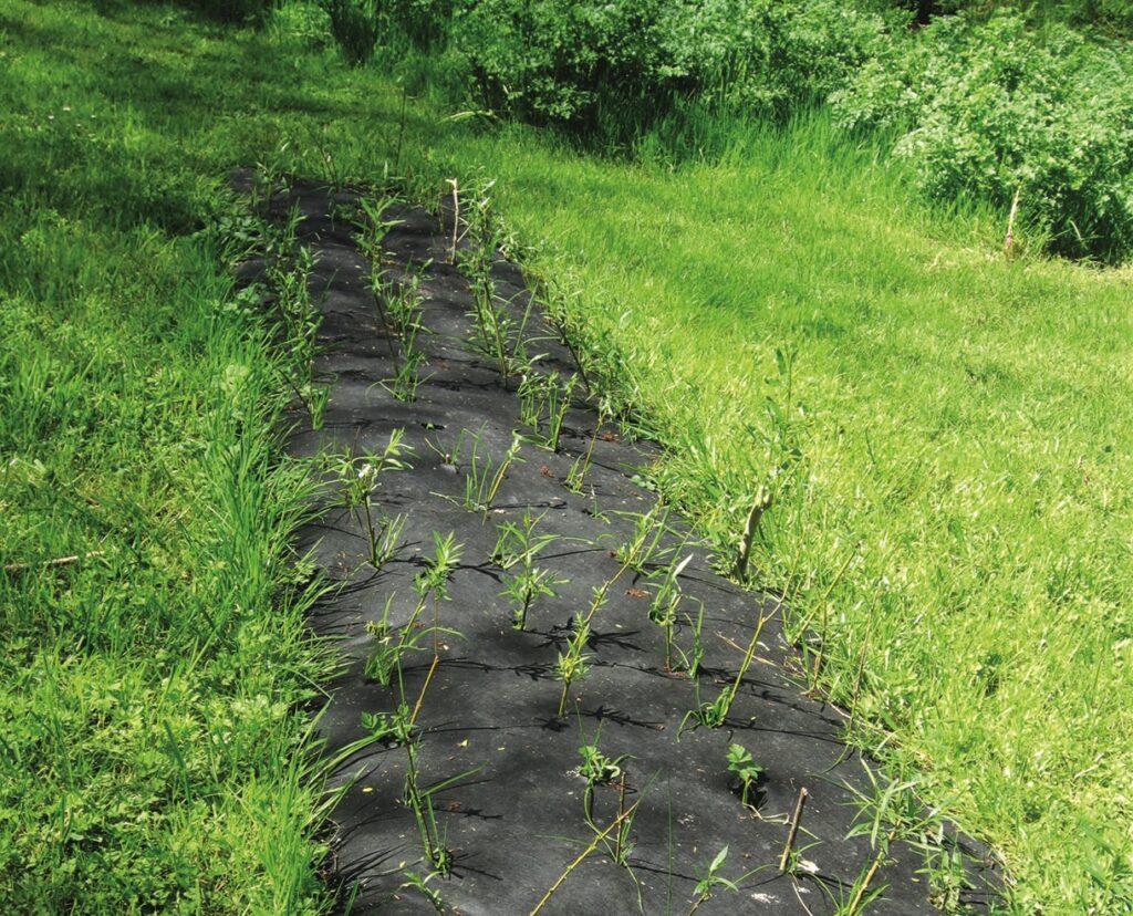Young plants in black weed control fabric.