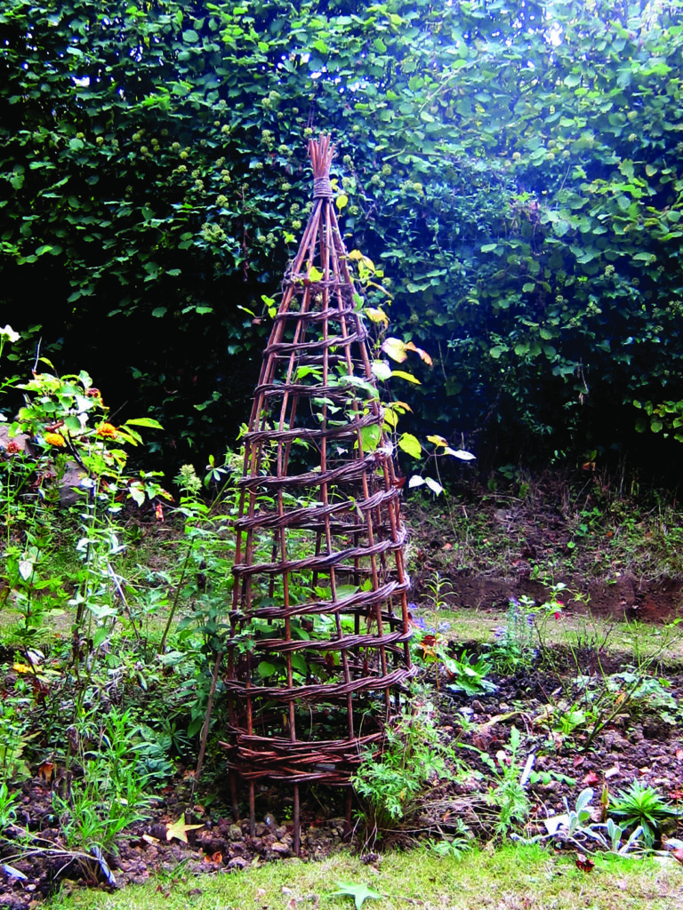 Wicker plant support in a garden setting.