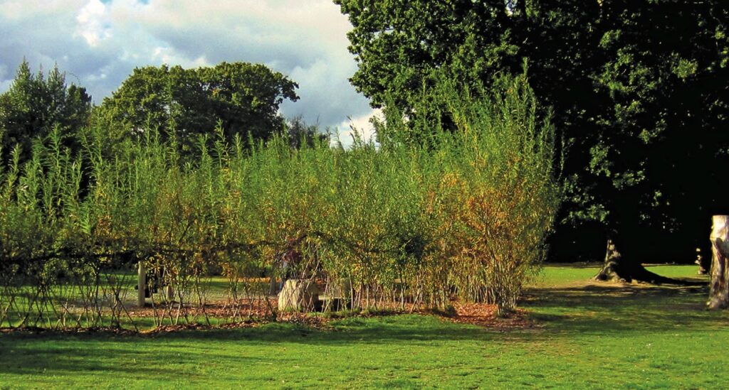 Living willow structure in a sunny park