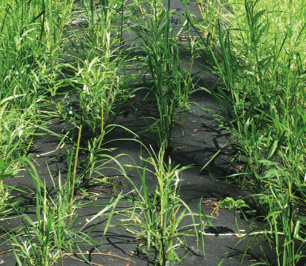 Young plants growing through fabric mulch