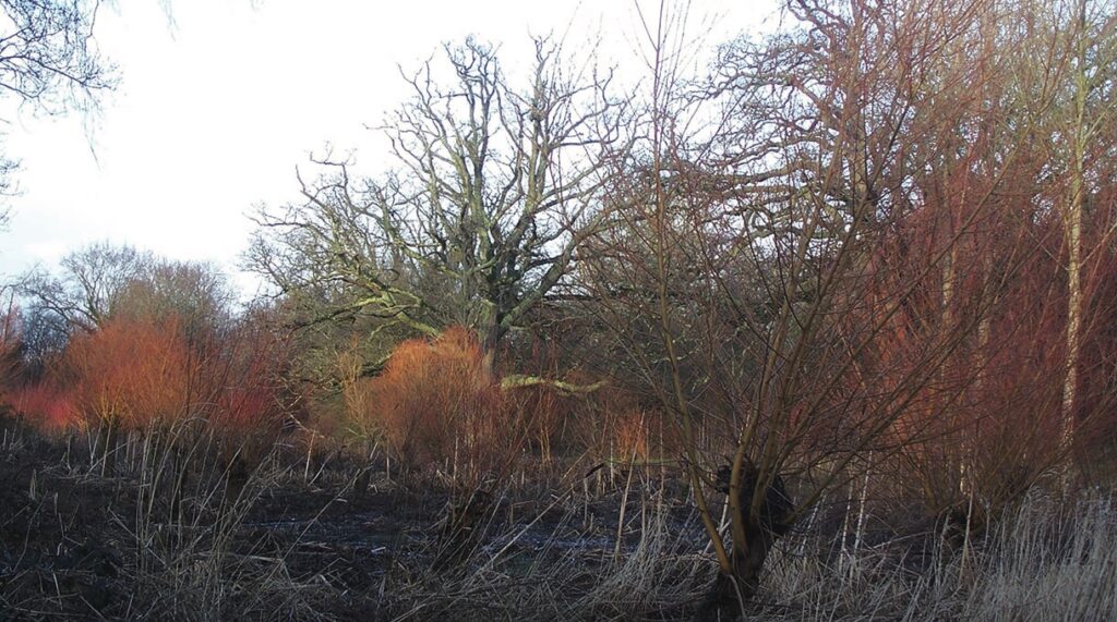 Leafless winter trees in sunny woodland