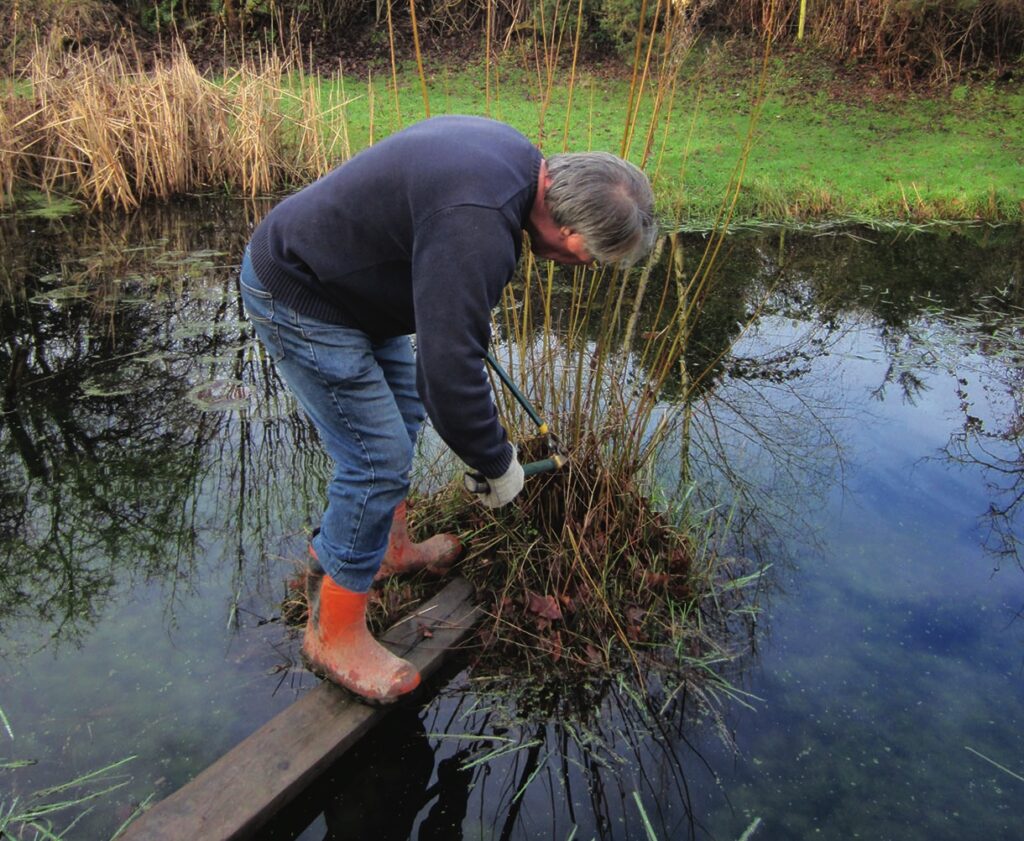 Person cutting reeds by a pond.