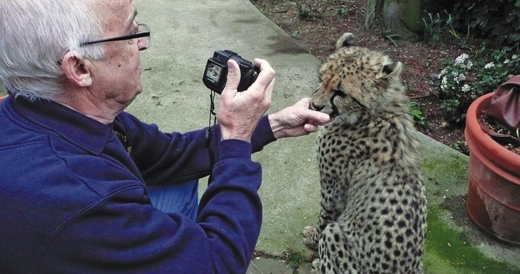 Man photographing cheetah outdoors