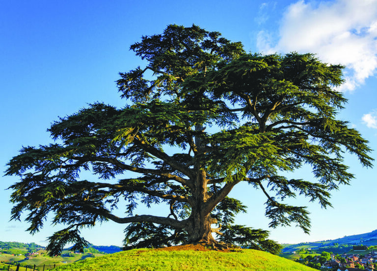 Sprawling tree on a sunny hillside landscape.
