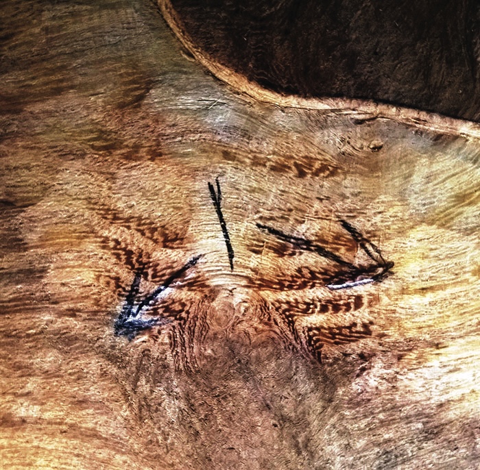 Close-up of tree wood grain texture pattern.