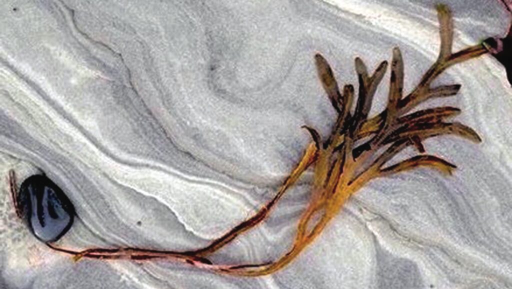 Brown seaweed on textured sandy beach