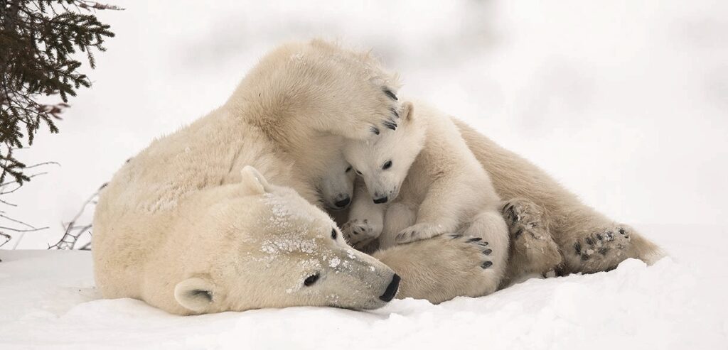 Polar bear family cuddling in the snow