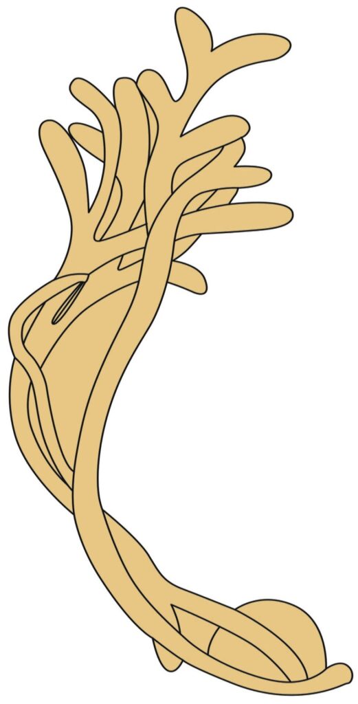 Illustration of intertwined branches in light brown.