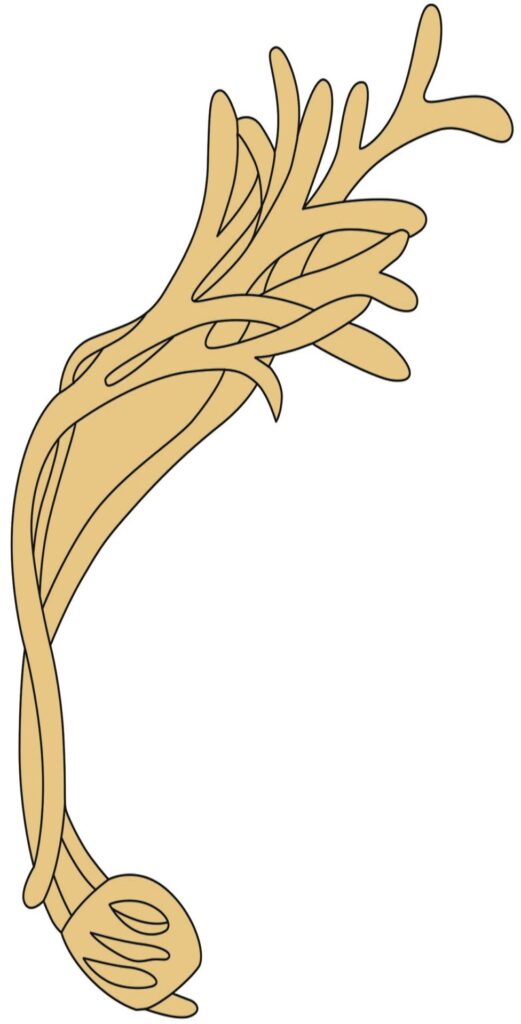 Abstract beige organic shape design
