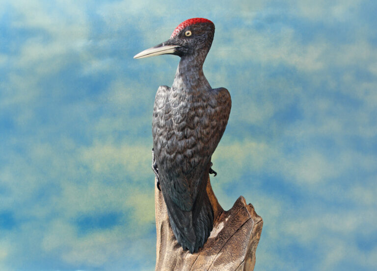 Woodpecker on branch against blue sky background.