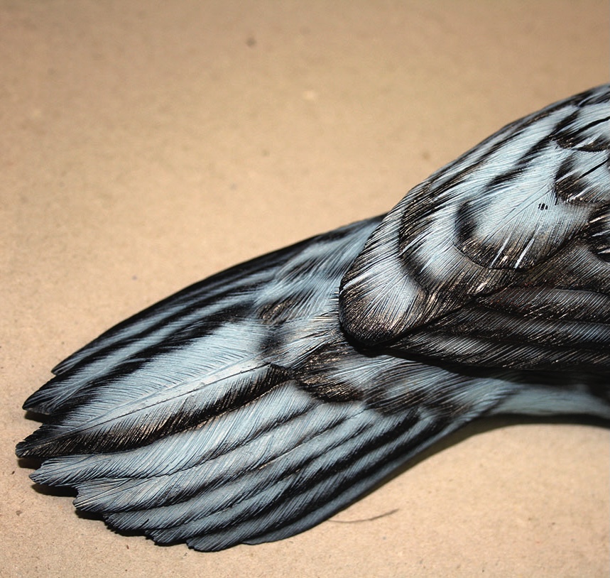 Close-up of bird's feathered tail on plain background.