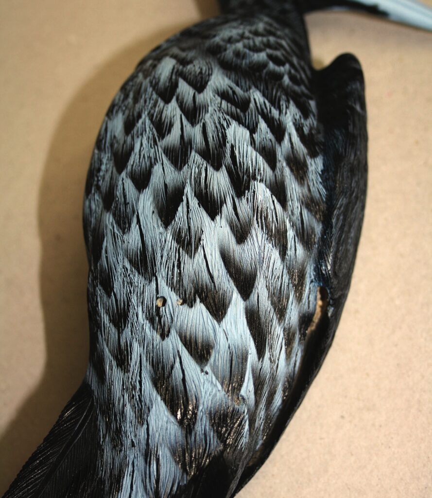 Close-up of intricate black and grey feathers.