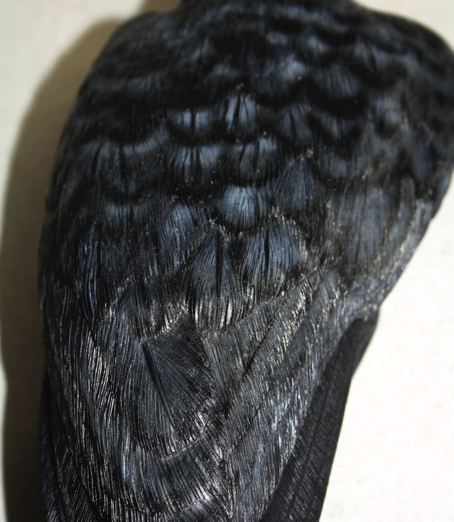 Close-up of black bird feathers texture.