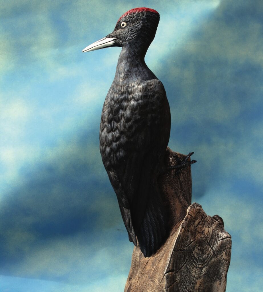 Black woodpecker perched on a tree stump.