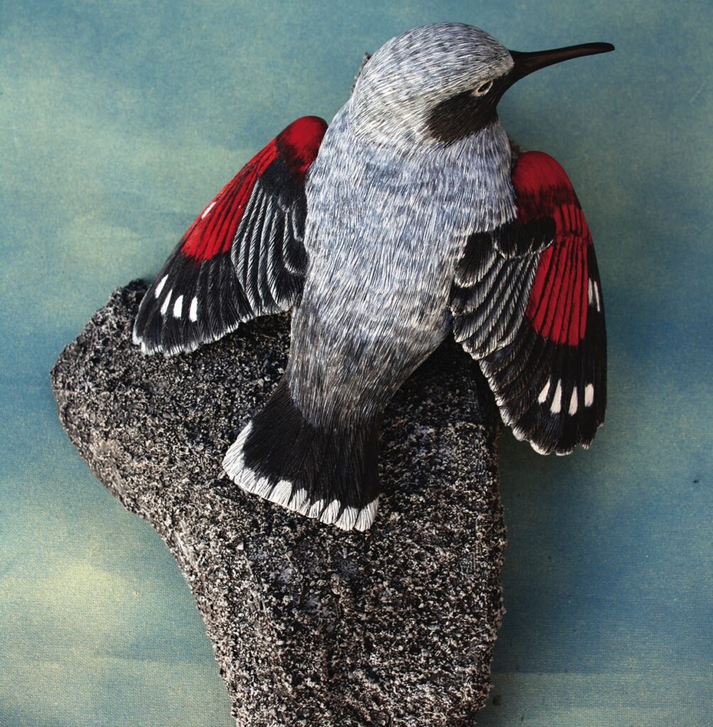 Grey bird with red wings perched on rock