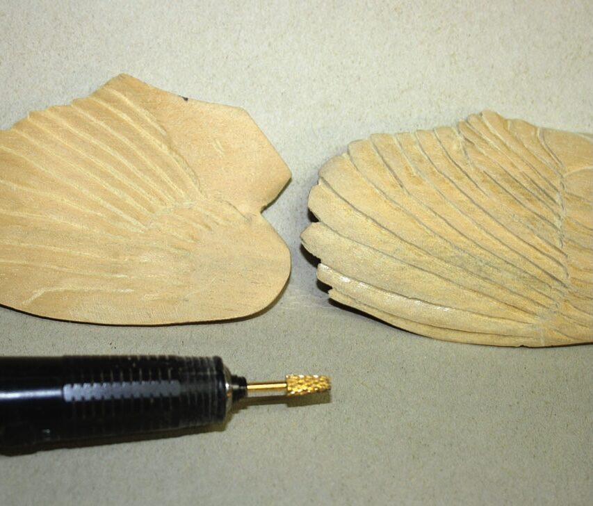 Wood carving tools and carved shell shapes.