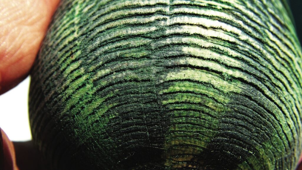 Close-up of tree rings texture in green tint.