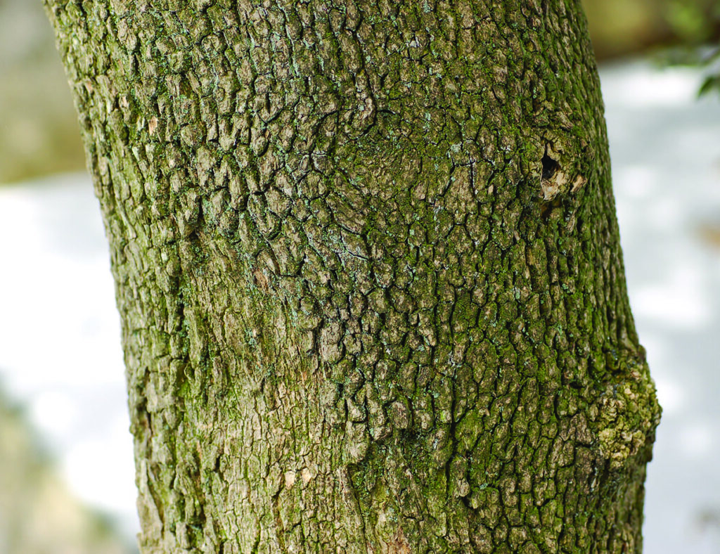 Close-up of textured tree bark with moss